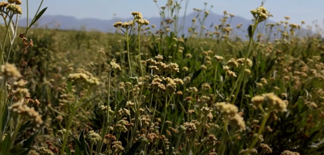 GUAYULE – AN ALTERNATIVE SOURCE FOR NATURAL RUBBER