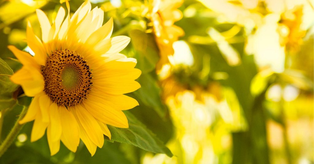 TOWARDS A SUSTAINABLE SOLUTION TO INCREASE SUNFLOWER YIELDS