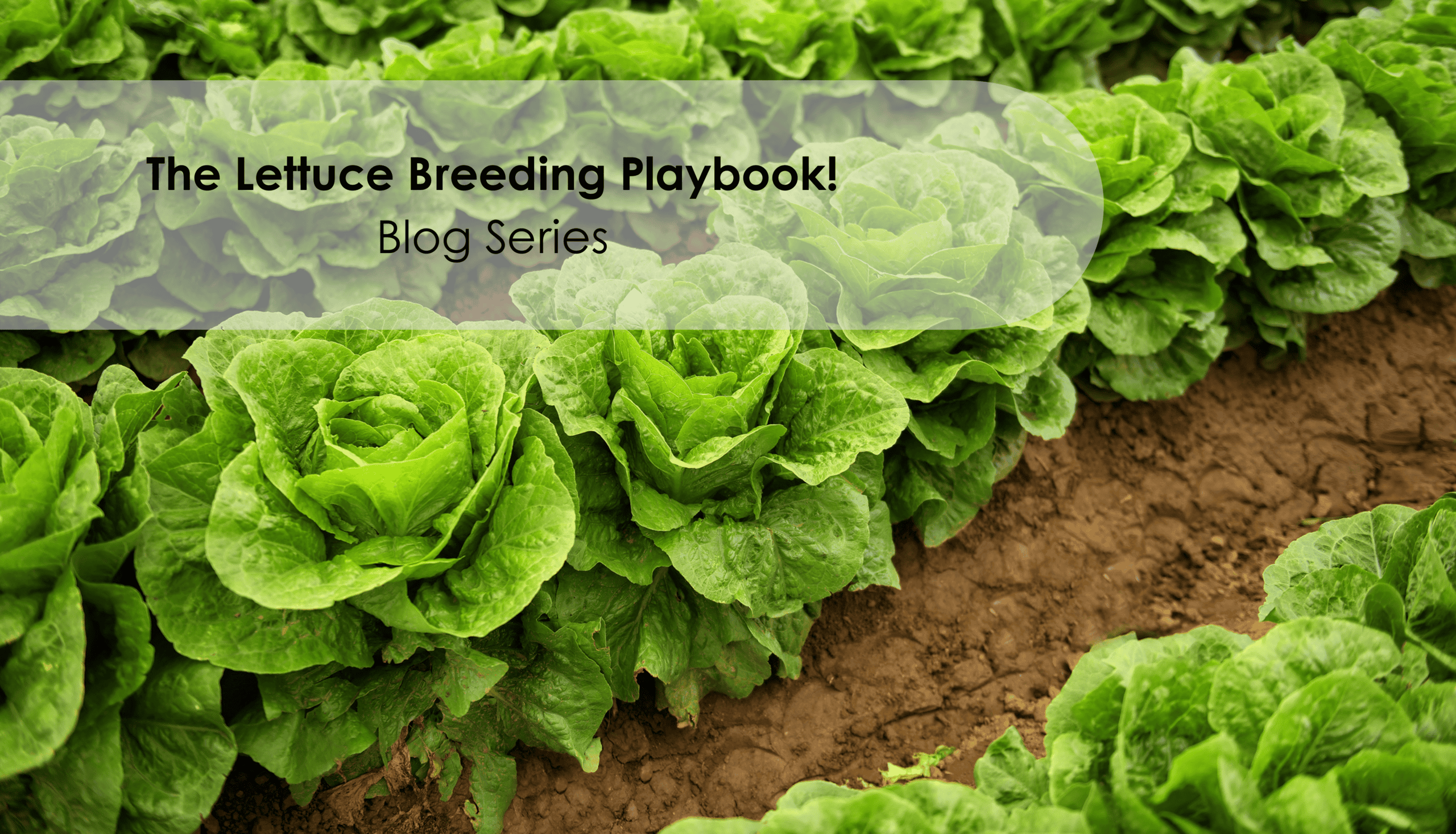 The Genetic Insurance Policy: How Genomics is Rescuing Profit in Lettuce Production