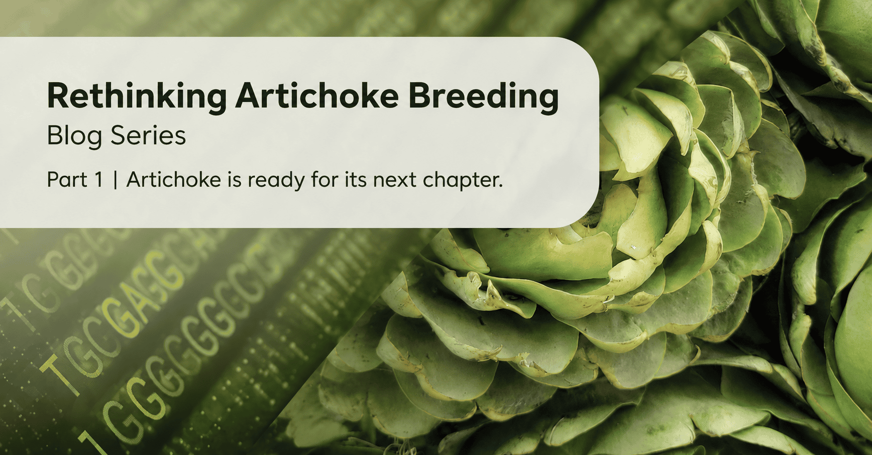 The End of the Clonal Era: How F1 Hybrid Technology Is Reshaping Artichoke Farming